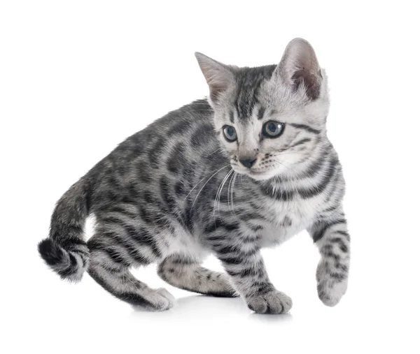 Bengal kitten w studio — Zdjęcie stockowe