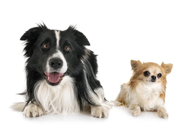 Adulto frontera collie y chihuahua — Foto de Stock