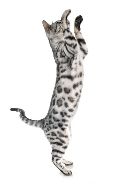 Bengal katt i studio — Stockfoto