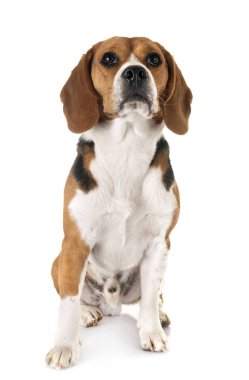 Beagle Studio