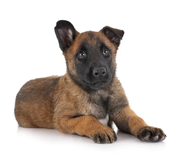 Welpe malinois im Studio — Stockfoto