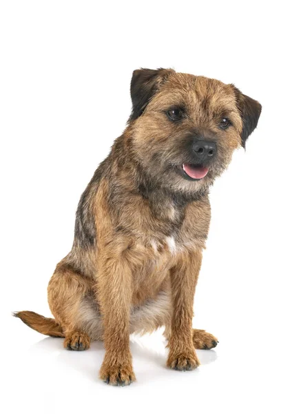 Border terrier in studio — Stock Photo, Image