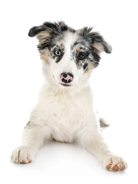 Puppy border collie — Stock Photo, Image