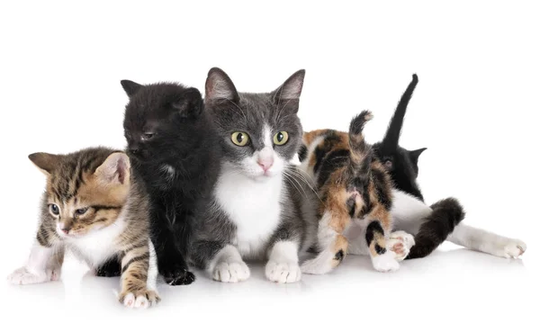 毛茸茸的小猫和猫 — 图库照片