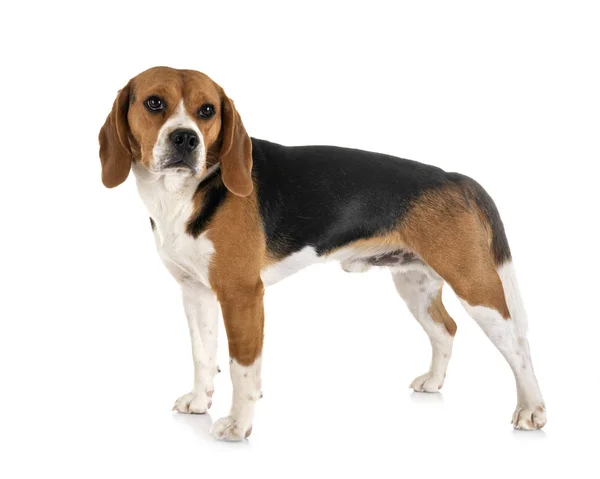 Beagle in studio — Stock Photo, Image