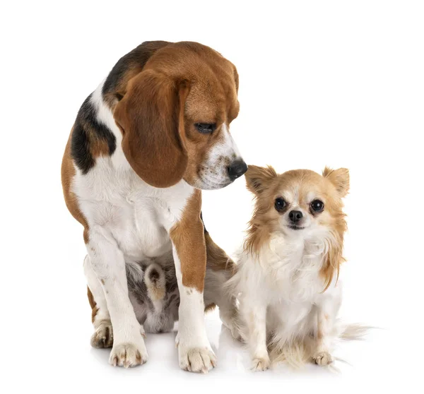 Beagle en estudio — Foto de Stock