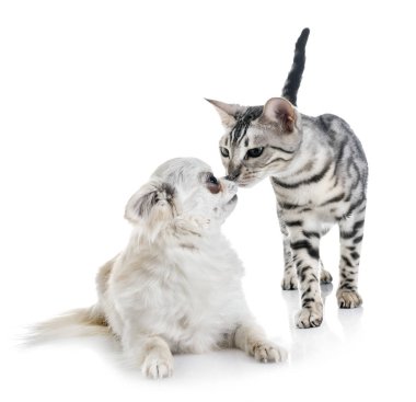 Bengal yavru kedi ve chihuahua