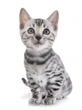 Bengal yavru kedi Studio