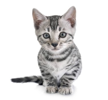 Bengal yavru kedi Studio