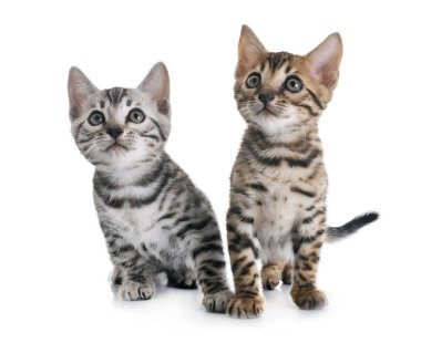 Bengal yavru kedi Studio