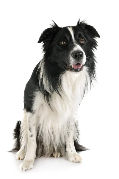 Adult border collie — Stock Photo, Image