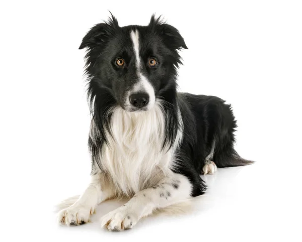 Adulto frontera collie — Foto de Stock