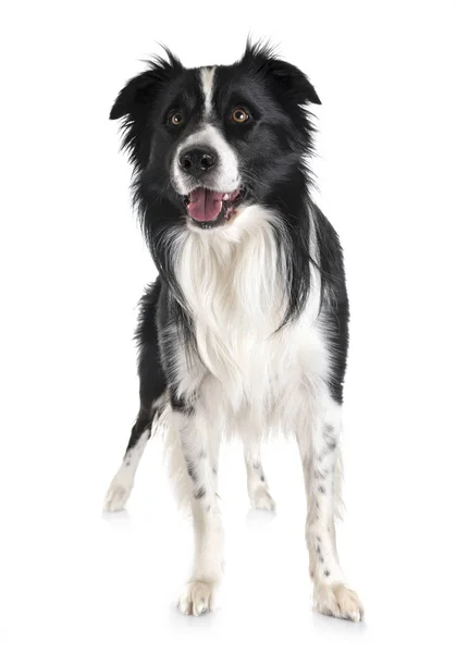 Adult border collie — Stock Photo, Image