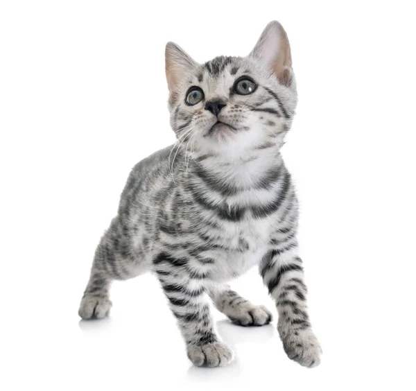 Bengal kitten in studio — Stock Photo, Image