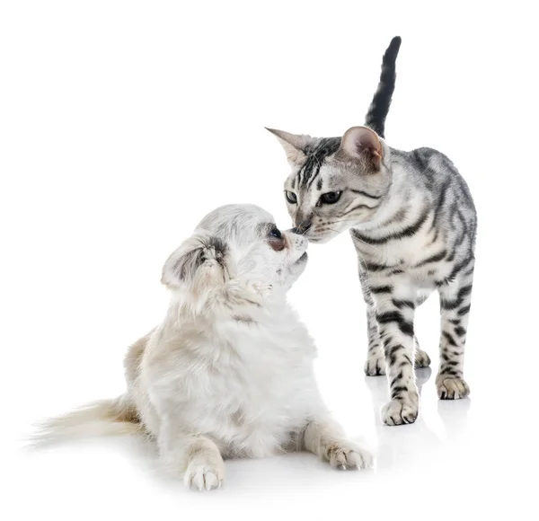 Bengalen kitten en chihuahua — Stockfoto