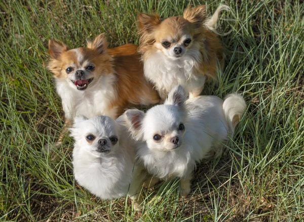 Chihuahuas doğada — Stok fotoğraf