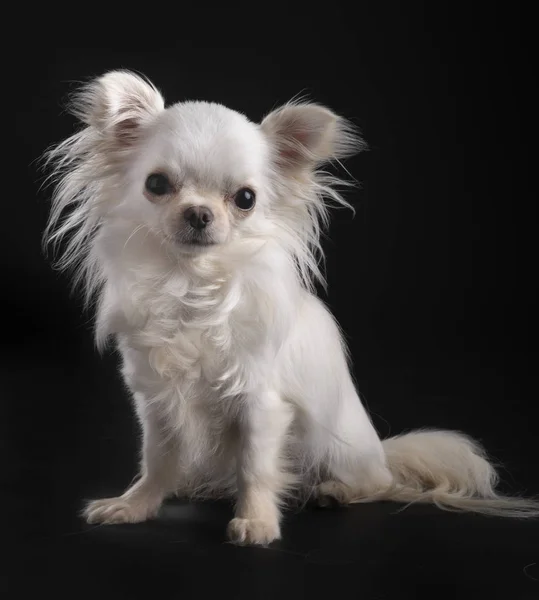 Chihuahua in studio — Stock Photo, Image