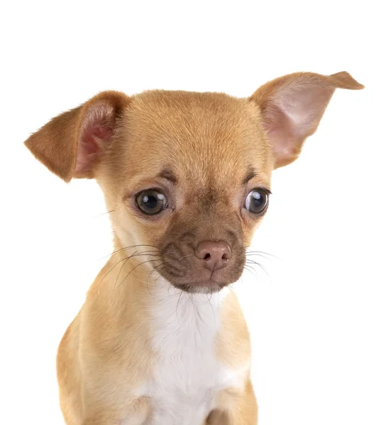 Chihuahua in studio — Foto Stock