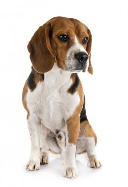 Beagle Studio