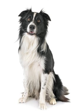  yetişkin sınır collie