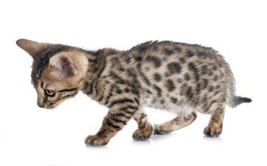 Bengal yavru kedi Studio