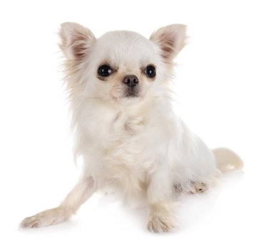 chihuahua Studio