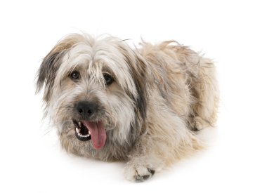 Studio Pyrenean çoban