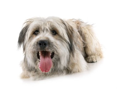 Studio Pyrenean çoban