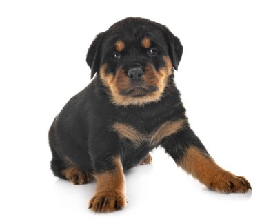 yavru rottweiler Studio
