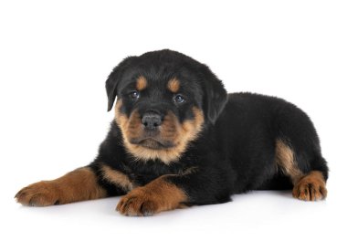 yavru rottweiler Studio
