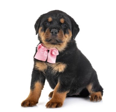 yavru rottweiler Studio