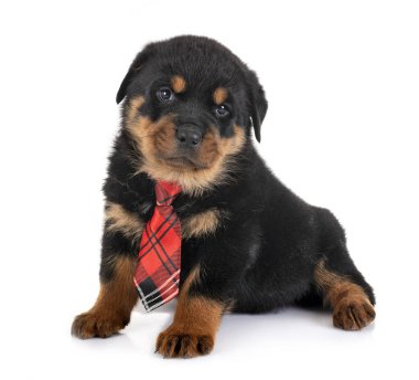 yavru rottweiler Studio