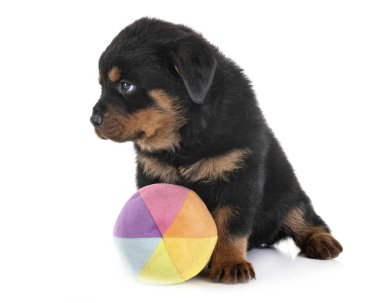 yavru rottweiler Studio