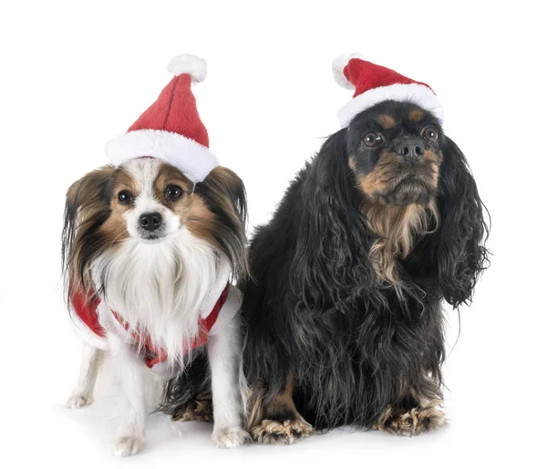 Cavalier King Charles och Papillon — Stockfoto