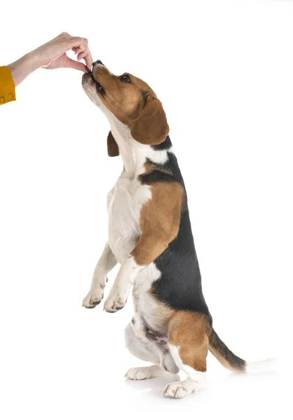 Beagle en estudio — Foto de Stock