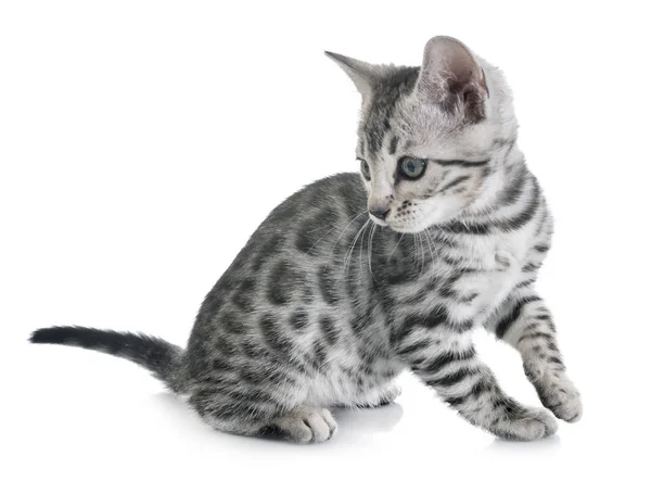 Bengal kitten w studio — Zdjęcie stockowe
