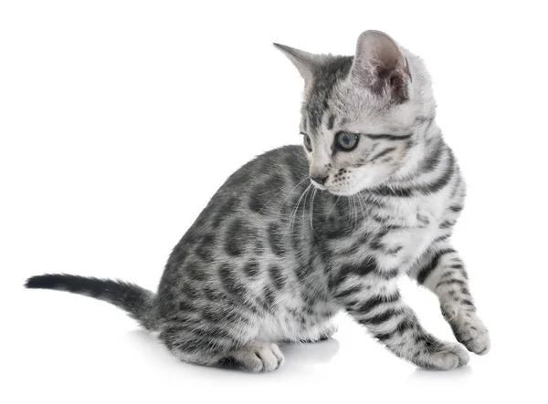 Bengal kitten im studio — Stockfoto