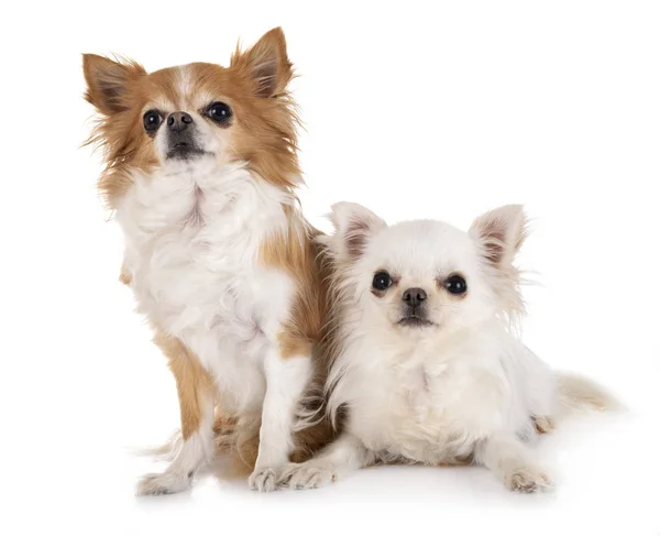 Chihuahuas im Atelier — Stockfoto