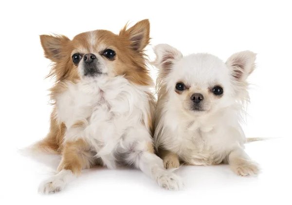 Chihuahuas Studio — Stok fotoğraf