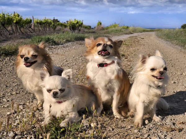 Chihuahuas en la naturaleza — Foto de Stock