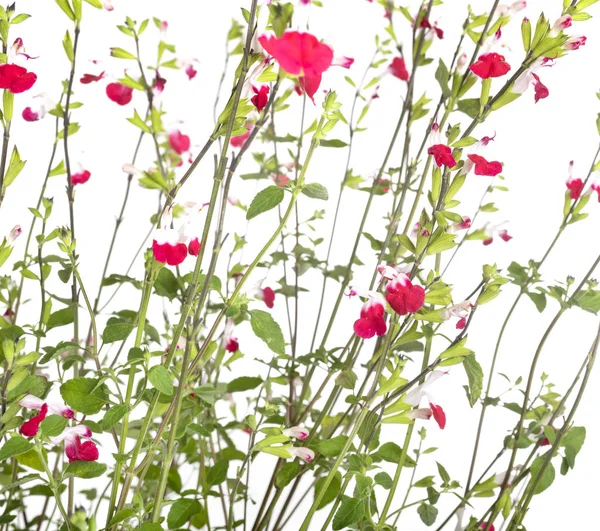 Salvia microphylla in studio — Stockfoto