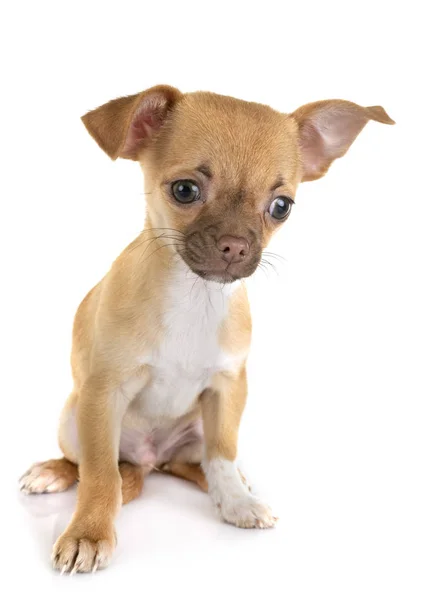 Chihuahua im Atelier — Stockfoto