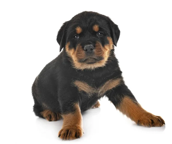 Cucciolo rottweiler in studio — Foto Stock