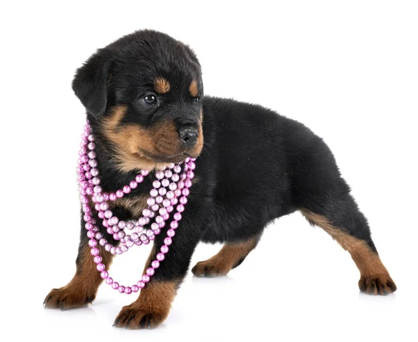 Valp rottweiler i studio — Stockfoto