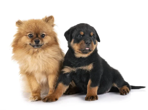 Cães em estúdio — Fotografia de Stock