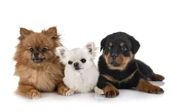 Cães em estúdio — Fotografia de Stock