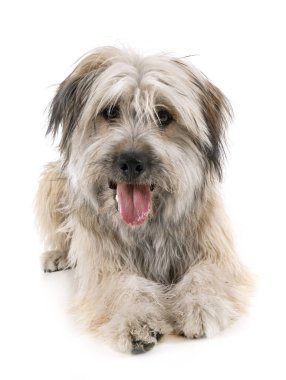 Studio Pyrenean çoban