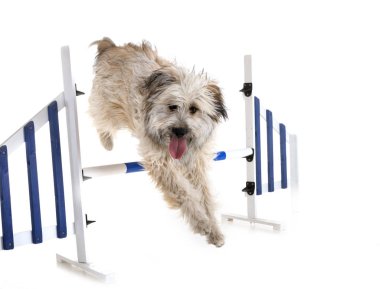 Studio Pyrenean çoban