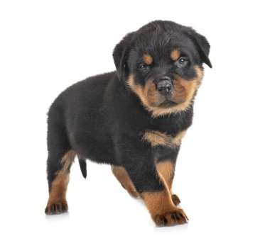 yavru rottweiler Studio