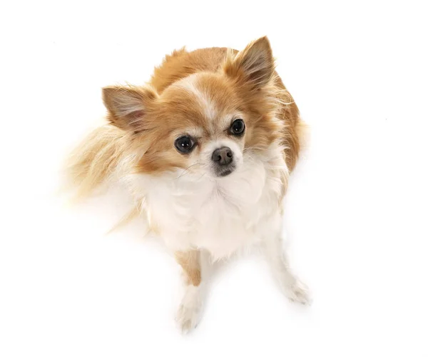 Chihuahua in studio — Stock Photo, Image